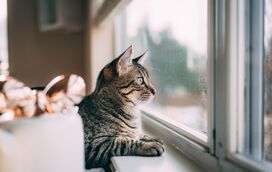 Está a pensar em adotar um gato? Saiba o que deve fazer para preparar a sua casa!