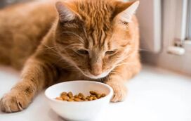 O seu gato está a emagrecer de forma rápida e sem razão aparente? Saiba o que pode estar a acontecer!