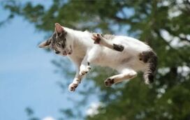Os gatos caem sempre de pé? Verdade ou mentira? Descubra as razões por detrás deste mito felino