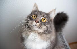 Os segredos por trás do misterioso olhar felino. Afinal, o que veem os nossos gatos quando estão a “olhar para o nada”?