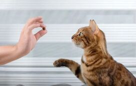 Desvendámos toda a verdade: será que os gatos podem ser treinados como cães?