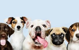 Estes são os 12 mitos sobre cães que o têm enganado este tempo todo!