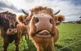 A vida no campo é bem mais agitada do que pensa! Os animais são a prova