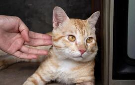 Afinal, porque é que o seu gato o ignora? Saiba tudo sobre este caprichoso comportamento felino!