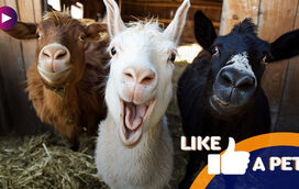 Se acha que a vida no campo é pacata, espere até conhecer estes animais!