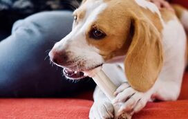 Estes são os 5 aliados inesperados para um sorriso canino brilhante