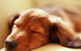 Afinal o que é que realmente acontece quando os nossos amigos de quatro patas sonham?
