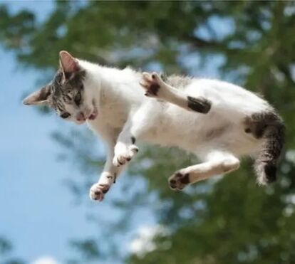Os gatos caem sempre de pé? Verdade ou mentira? Descubra as razões por detrás deste mito felino