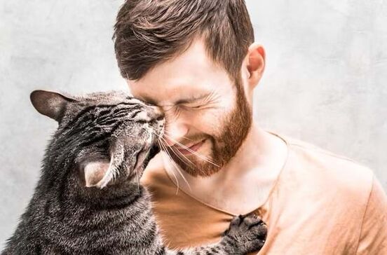 Gatos, pets and company