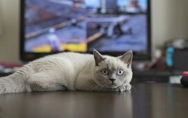 Os gatos veem televisão? A verdade sobre o fascínio felino pelos ecrãs