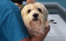 Já ouviu falar do ‘março azul-marinho’? Não se destina apenas a humanos, os nossos pets também estão incluídos!