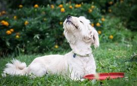 Estes são os 5 cheiros que os cães adoram sentir no dia a dia!