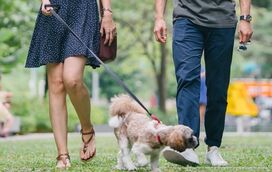 Passeios sem stress: como ensinar o seu cão a andar sem puxar a trela