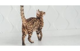 O que a cauda do seu gato está a tentar dizer? Decifre a linguagem felina com estes 6 movimentos