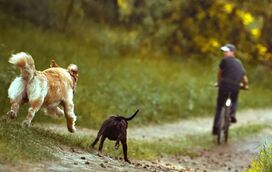 6 dicas para transformar os passeios pela Natureza com o seu patudo em aventuras memoráveis de puro prazer 