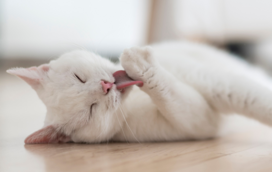 Estes são os instintos selvagem que o seu gato esconde enquanto está sob o seu teto!