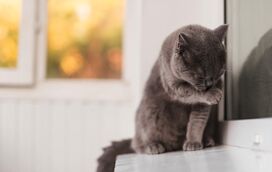 Estas são as 8 raças de gato que deve ter num apartamento