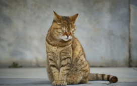 
Gatos desaparecidos: quanto tempo conseguem sobreviver longe de casa e o que fazer para encontrá-lo rapidamente?