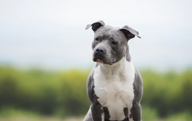 Cães de raças “perigosas”: mitos, verdades e cuidados a ter