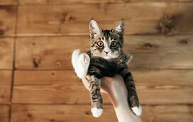 Separar um filhote de gato da ninhada cedo demais pode trazer problemas? Nós respondemos!