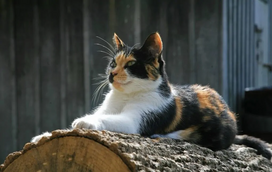 Tem um gato tricolor em casa? Fique a saber que o seu felino é bastante especial. Descubra porquê
