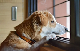 A época das tempestades veio para ficar, mas o que fazer quando o seu cão tem medo do vento?
