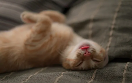 O seu gato ronrona ou ressona? Se for a segunda situação, saiba porque deve estar atento!
