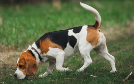Estas são as 5 raças de cães com o olfato mais apurado!