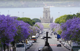 Lisboa arrisca-se a ficar sem os seus jacarandás? Polémica está ao rubro