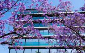 O que vai acontecer aos Jacarandás de Lisboa? Como chegaram à capital e estão agora sob ameaça cerrada