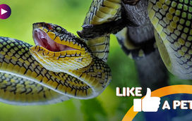 Cobras: terror ou comédia? Depois deste vídeo vai ser difícil escolher!