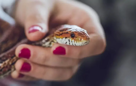 E se lhe dissermos que as cobras têm amigos? Sim, prepare-se para o que aí vem