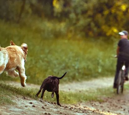 6 dicas para transformar os passeios pela Natureza com o seu patudo em aventuras memoráveis de puro prazer 
