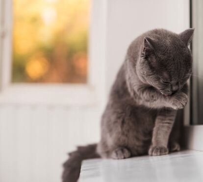 Estas são as 8 raças de gato que deve ter num apartamento