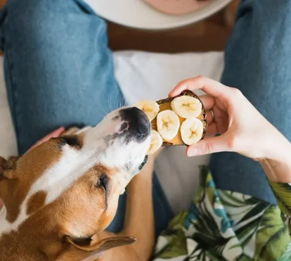 O seu animal precisa de mais comida no inverno? É importante saber o que fazer para que o seu fiel companheiro esteja em perfeitas condições