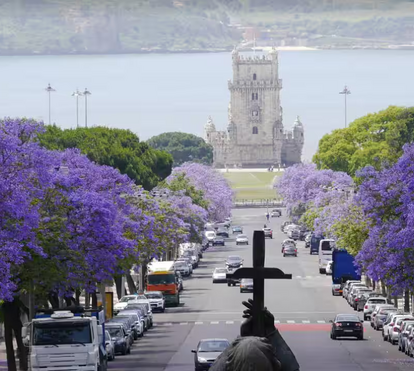 Lisboa arrisca-se a ficar sem os seus jacarandás? Polémica está ao rubro