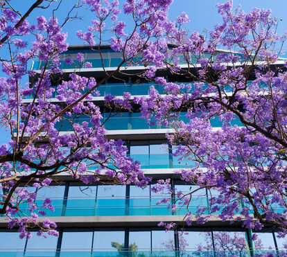 O que vai acontecer aos Jacarandás de Lisboa? Como chegaram à capital e estão agora sob ameaça cerrada