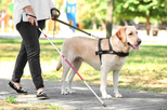 Polémica! Motoristas dos TVDE não cumprem com a lei e recusam-se a transportar passageiros com cães-guia 