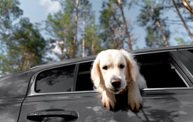 Se vai viajar pela Europa com o seu animal de estimação, leia as novas regras! Há novidades sobre o transporte de pets