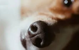O fascinante mundo do focinho dos cães: estes são os 7 segredos e curiosidades sobre esta parte do corpo dos patudos