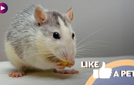 Ratos são aborrecidos? Conheça estes roedores multifacetados!