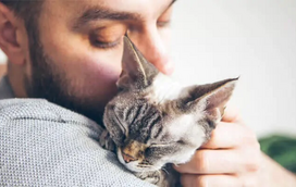 Procura um melhor amigo? Estes são os 5 gatos mais amistosos para lhe fazer companhia