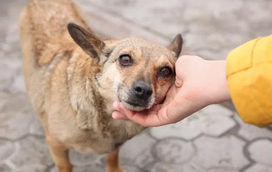 Sabe que dia é hoje? É o Dia Mundial dos Animais de Rua