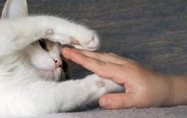 O gato fugir do dono é um sinal de que não gosta dele? Descubra aqui a verdadeira resposta