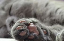 Não, as patas do seu gato não servem só para trepar! Prepare-se para conhecer as curiosidades mais impressionantes desta parte do corpo felino!