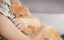 Sabe o que é o Abril Laranja? Conheça tudo sobre esta iniciativa que visa proteger os animais