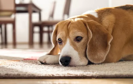 Deixa o patudo sozinho em casa? Saiba qual é o limite de tempo que ele deve ficar sozinho!