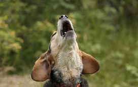 Os cães podem cantar? A resposta vai surpreendê-lo!