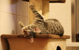 O seu gato anda muito agitado? Então estas 5 dicas são para si! Táticas para deixar o seu felino mais zen