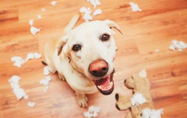 “O meu cão está sempre a comer o que não deve! E agora?” Mantenha a calma, nós ajudamos!